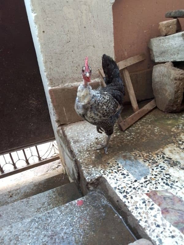 Hens for sale in Islamabad 5