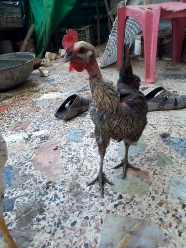 Hens for sale in Islamabad 6