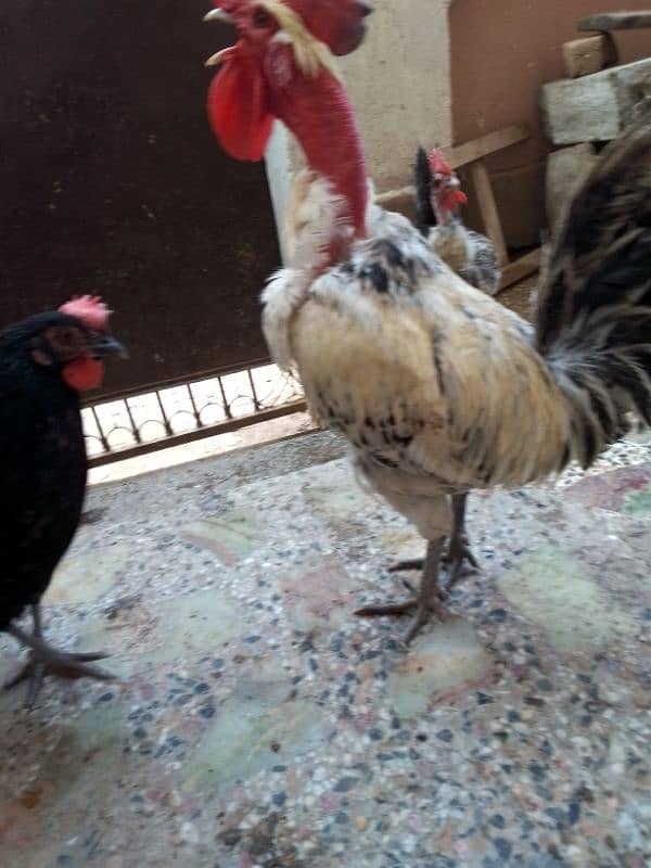 Hens for sale in Islamabad 7