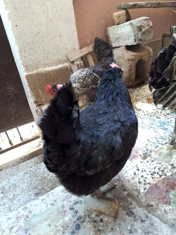 Hens for sale in Islamabad 8