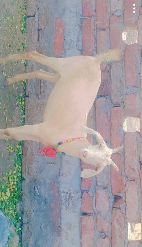 Hiran croos Goat age 1 year + 7