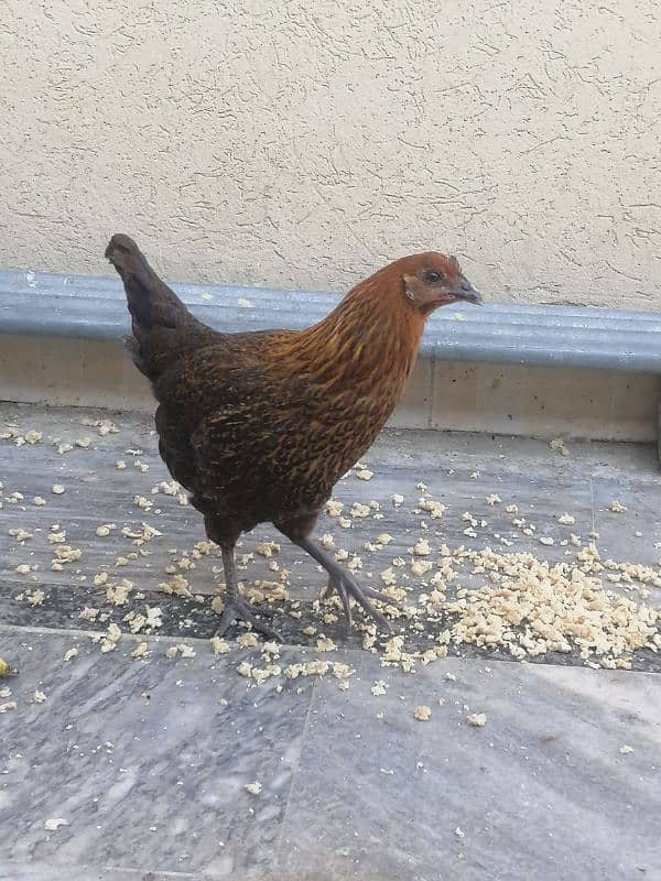 2 aseel hen and aik golden pair for sale 2