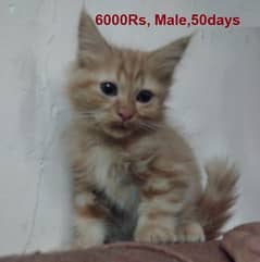 Ginger Persian Kitten 50day & Grey pure persian cat 1 year|03008003560