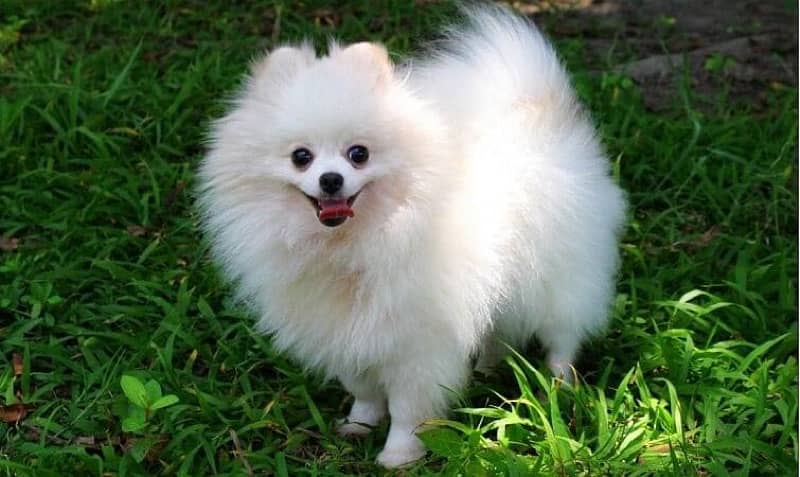 A mini Pomeranian boy up for rehoming 0