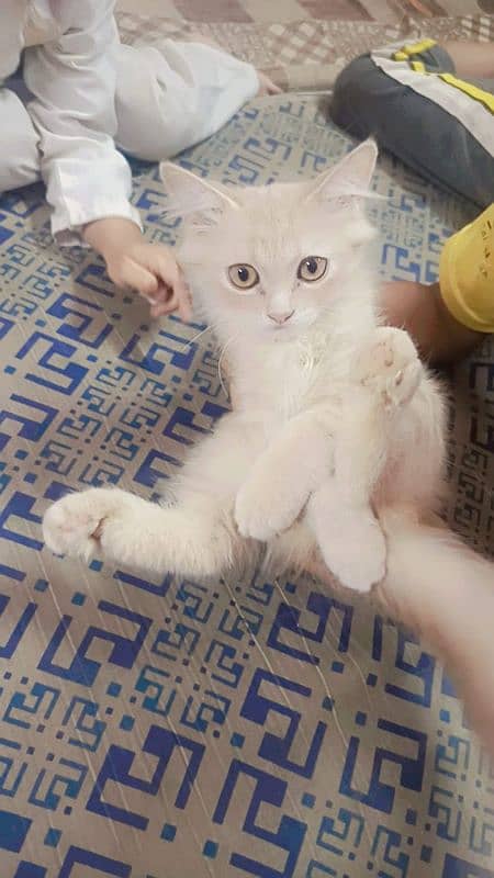 Persian cat for sale 1