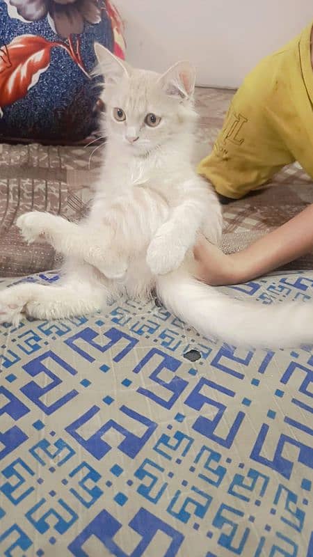 Persian cat for sale 3