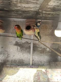 4 pairs of love birds