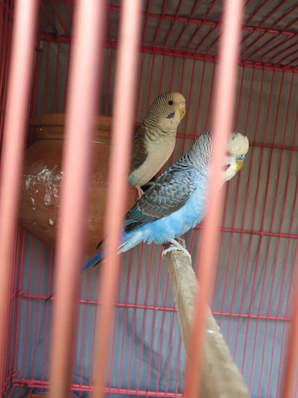 black wing +king size exibition budgies 0