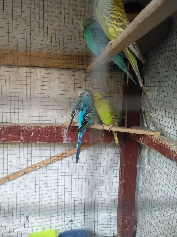 black wing +king size exibition budgies 2