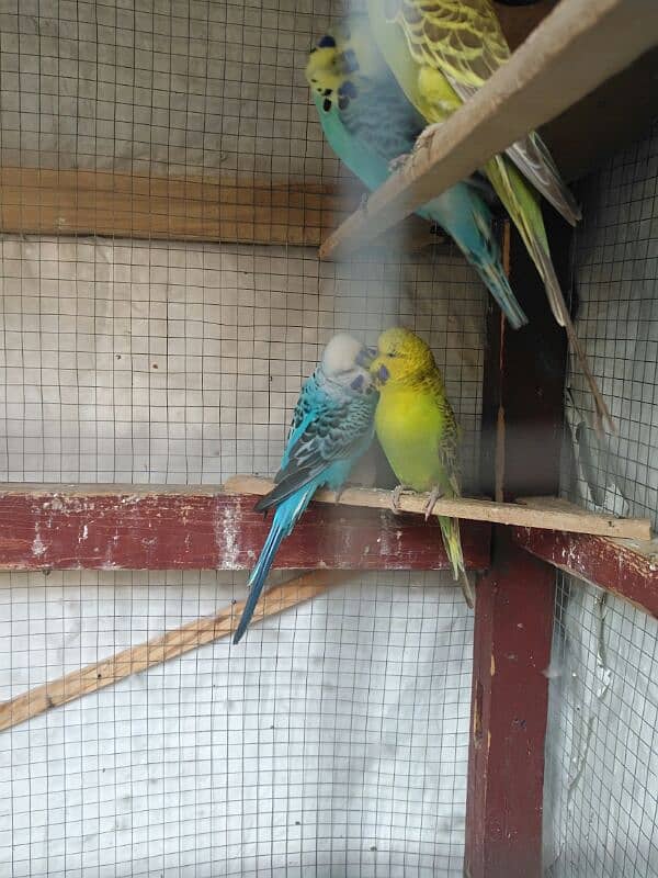 black wing +king size exibition budgies 3