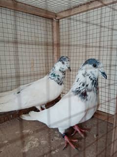 35 Wala Breeder Pair