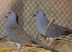 Diamond Dove Breeder Pairs