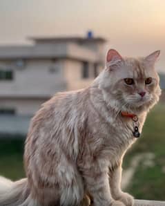 persain  male  cat