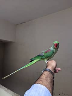 Green Tame Parrot