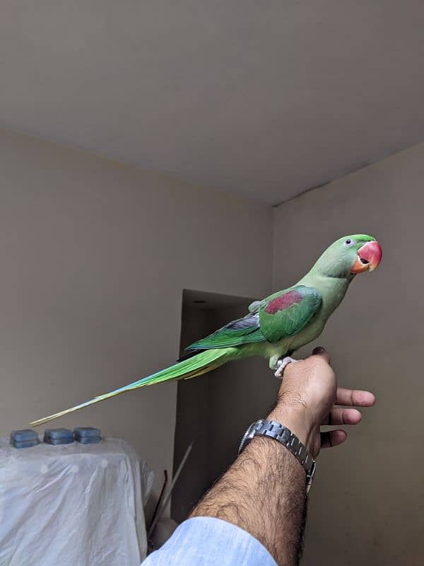 Green Tame Parrot 1