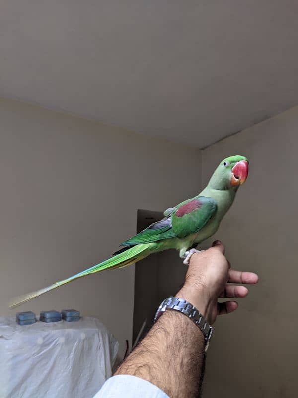 Green Tame Parrot 2