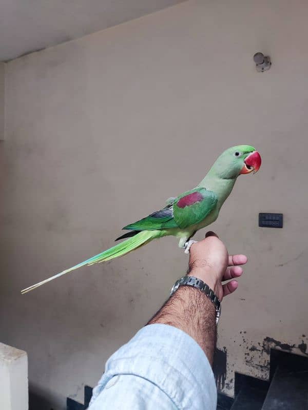 Green Tame Parrot 3