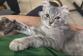 Gray persian kitten