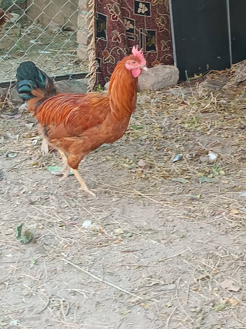 golden misri hen | egg laying 2