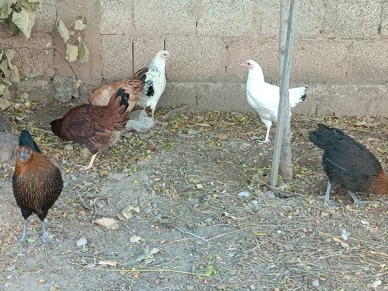 golden misri hen | egg laying 4