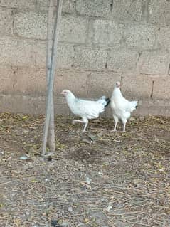 golden misri hen | egg laying