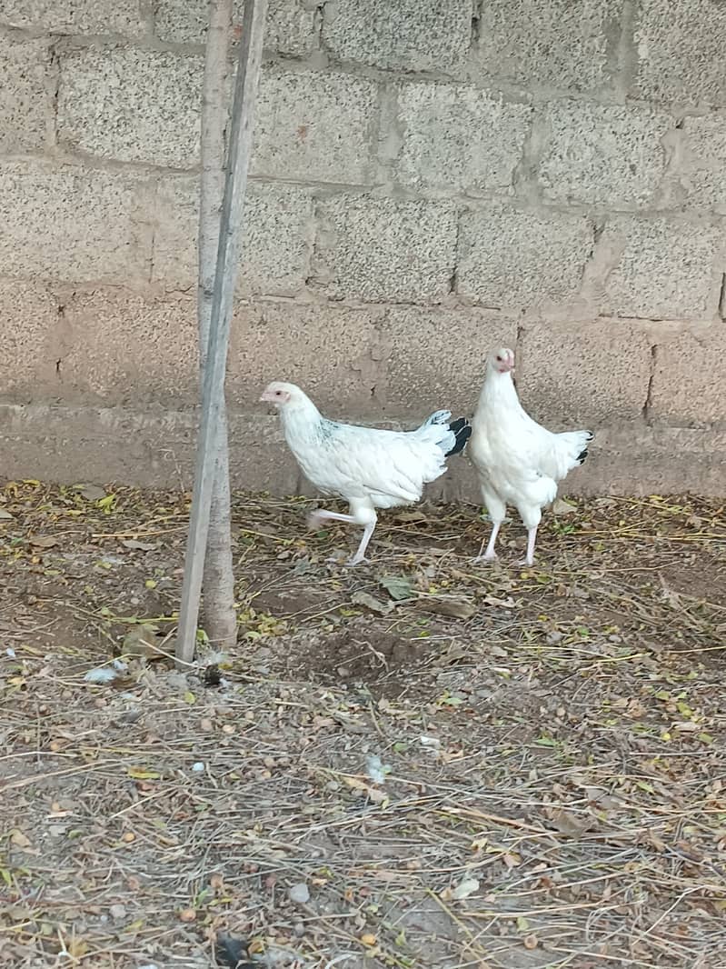 golden misri hen | egg laying 0