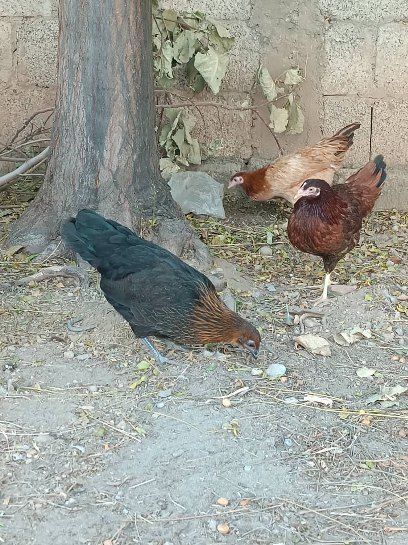 golden misri hen | egg laying 5