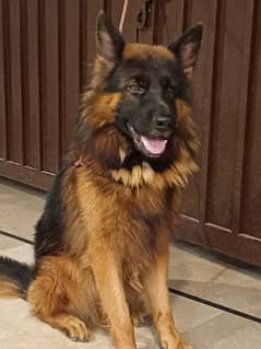 German Sheperd Double Coated Pedigree Male Dog GSD