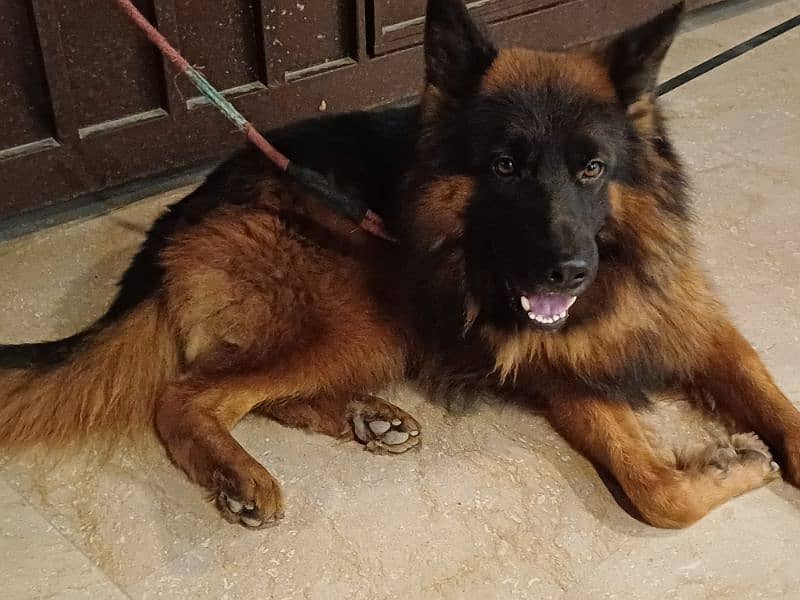 German Sheperd Double Coated Pedigree Male Dog GSD 1