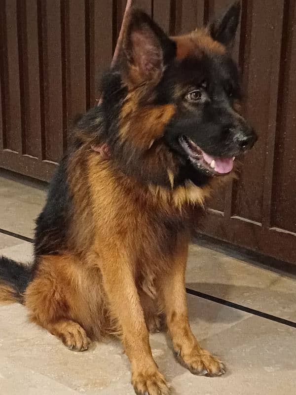 German Sheperd Double Coated Pedigree Male Dog GSD 2