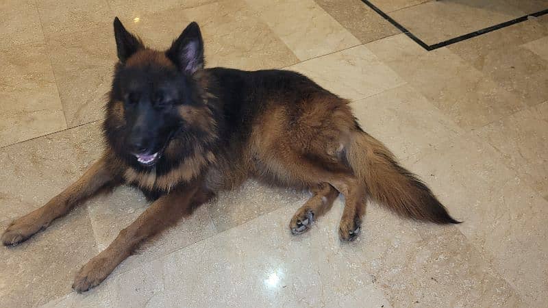 German Sheperd Double Coated Pedigree Male Dog GSD 3