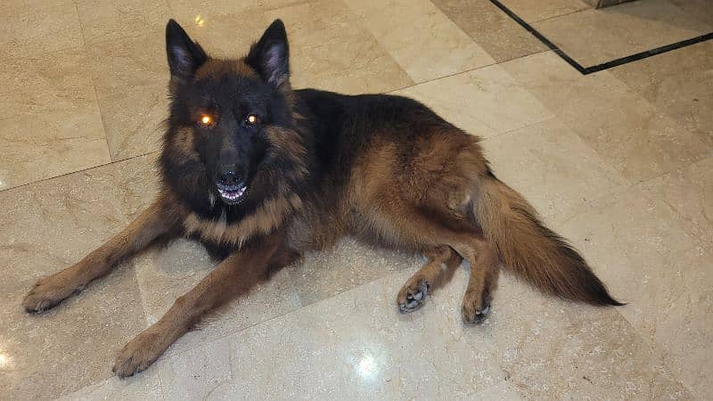 German Sheperd Double Coated Pedigree Male Dog GSD 4