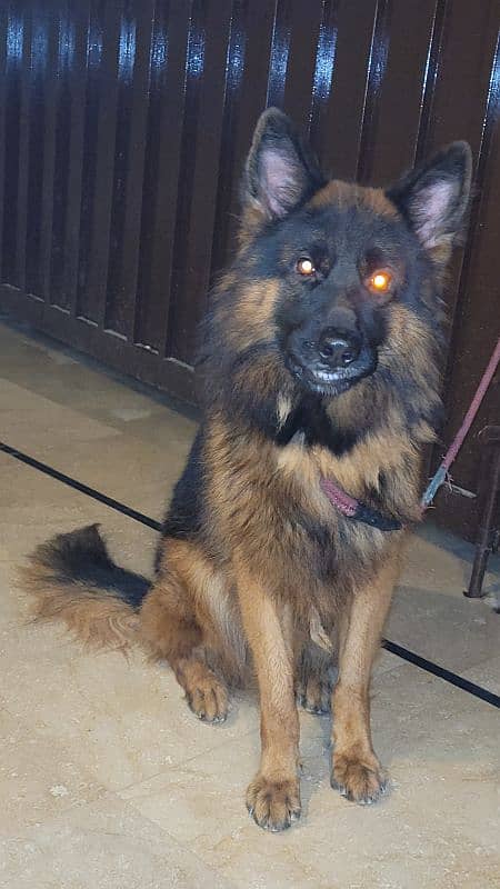 German Sheperd Double Coated Pedigree Male Dog GSD 6