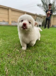 White Fluffy Russian Puppies Looking for Their Forever Homes by