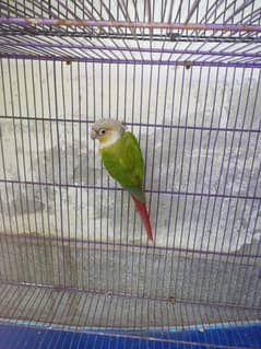 Pineapple conure breeder male