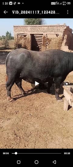 buffalo for sale