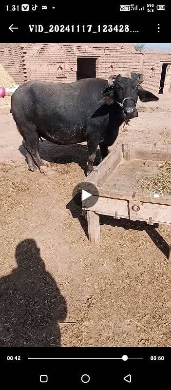 buffalo for sale 1