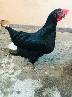 lohmann black egg laying hens