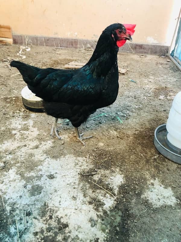 lohmann black egg laying hens 2