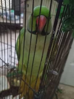 speaking parrot