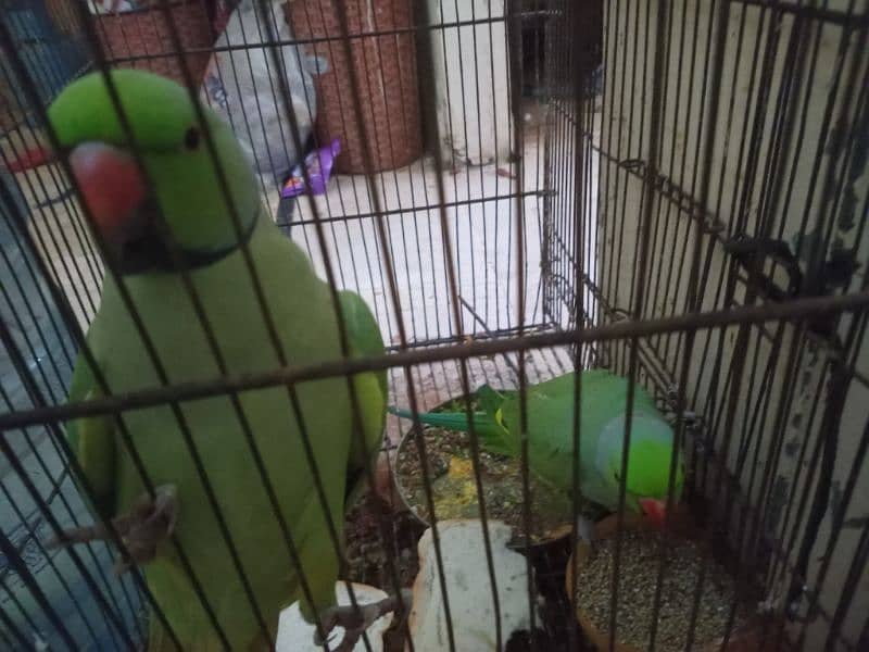 speaking parrot 2