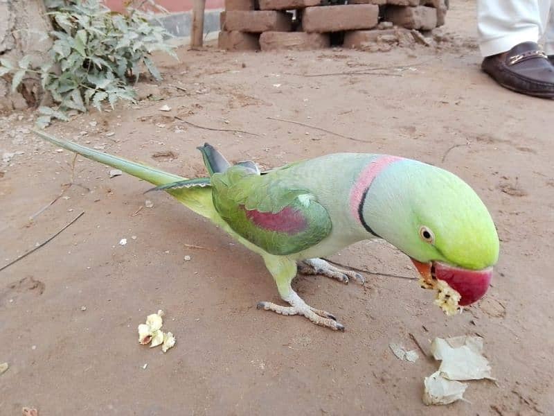 parrot 3