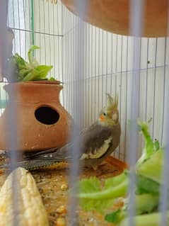 1 koktail and 7 Australian birdsall sale green parrot par exchange