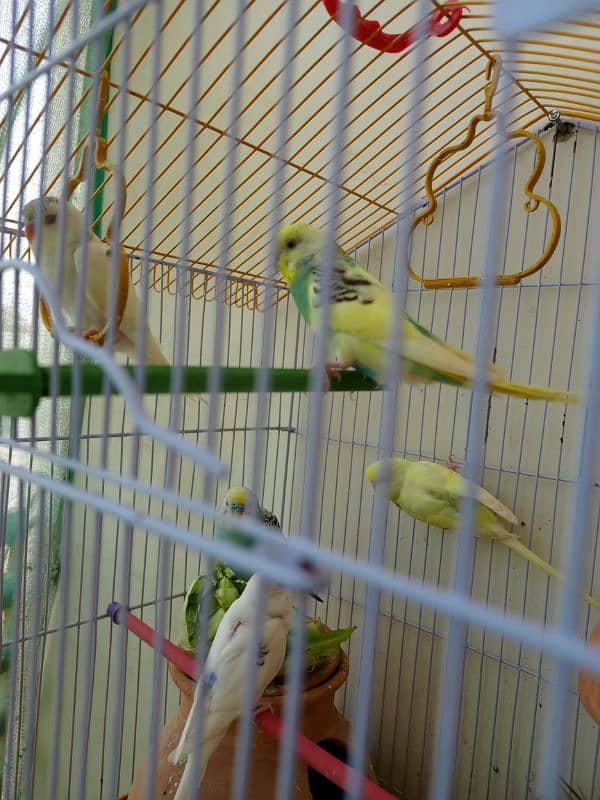 1 koktail and 7 Australian birdsall sale green parrot par exchange 1