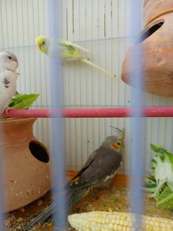 1 koktail and 7 Australian birdsall sale green parrot par exchange 2