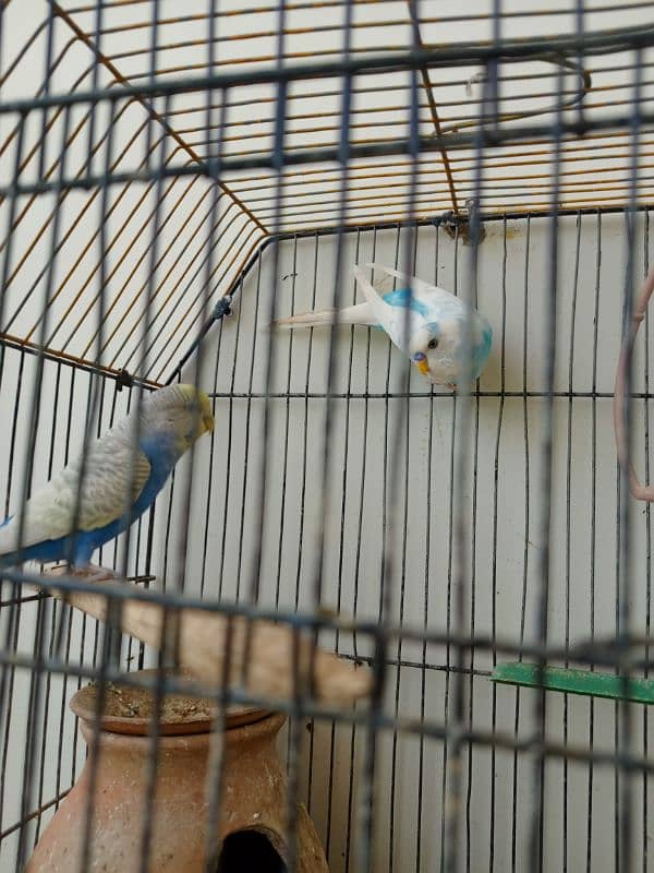 1 koktail and 7 Australian birdsall sale green parrot par exchange 4