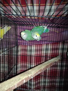 Latino & Opaline African with Cage