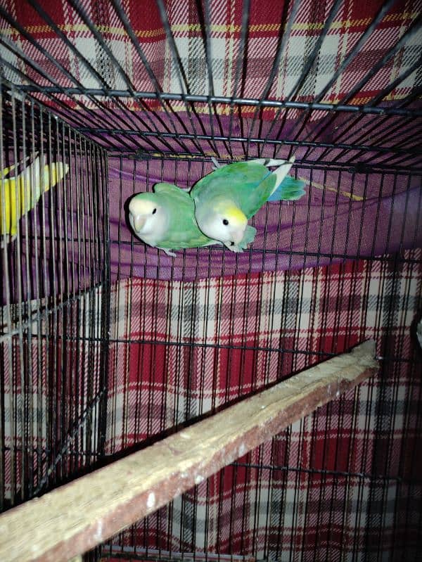 All Cage (Latino & Opaline African) 1