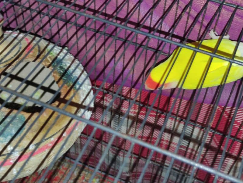 All Cage (Latino & Opaline African) 2