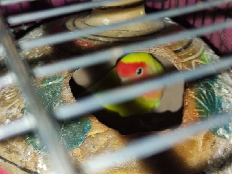 All Cage (Latino & Opaline African) 3